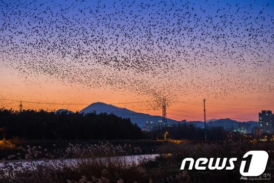 울산 태화강 떼까마귀의 군무. ⓒ News1