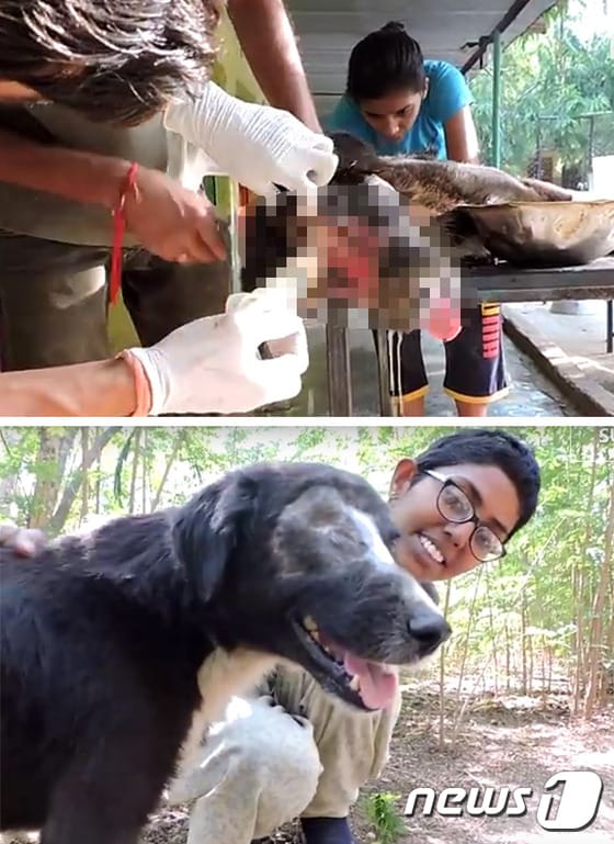 구조된 칼루가 치료를 받는 모습(위)과 3개월 뒤 건강을 되찾은 모습(아래). (사진 The dog who grew a new face – Kalu’s astounding recovery 영상 캡처) ⓒ News1