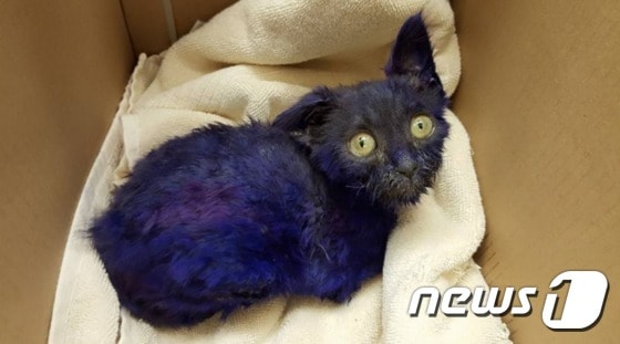 전세계에서 온정의 손길을 부른 보라색 새끼 고양이 '스머프'. (출처=Nine Lives Foundation 페이스북) ⓒ News1