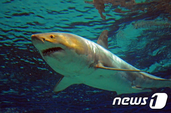 백상아리 <자료사진> ⓒ AFP=뉴스1