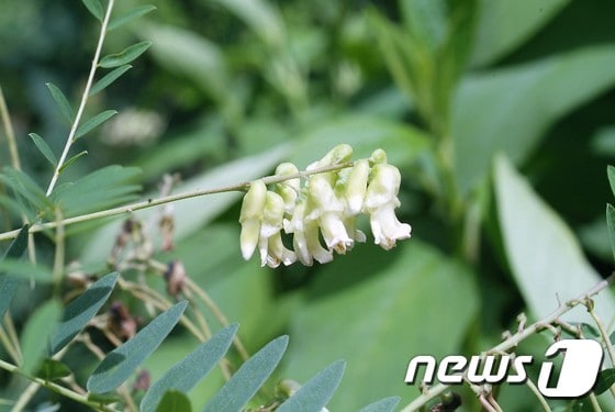 고삼 꽃.(순천대 박종철 제공)2016.10.17/뉴스1 ⓒ News1 지정운 기자