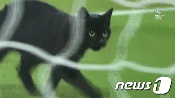 17일 열린 2016-17 EPL 8라운드 리버풀과 맨체스터 유나이티드 경기 전 그라운드에 들어온 고양이.(사진 MUTV 영상 캡처)ⓒ News1
