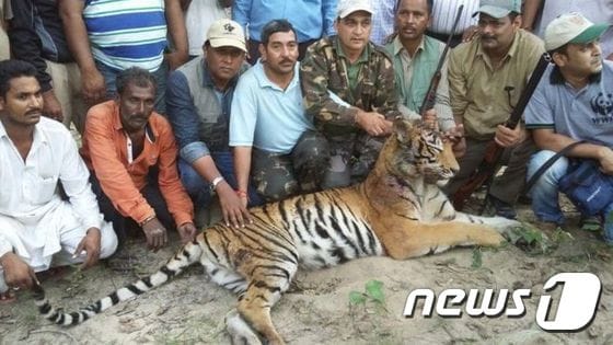 인도 주민들이 사살된 '식인 호랑이' 앞에 앉아있다. ⓒ News1