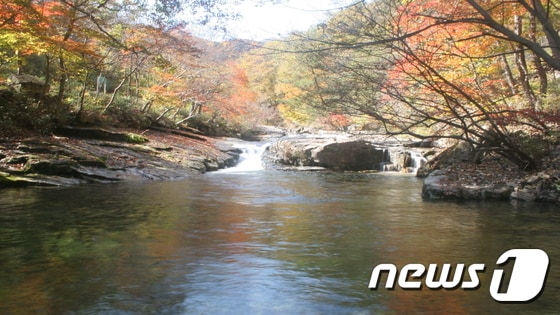 전북 진안군 정천면 운장산자연휴양림 갈거계곡에 가을이 찾아왔다. 맑은 물과 어우러진 갈거계곡의 오색 단풍은 11월10일까지가 절정이다.(운장산휴양림제공)2016.10.24/뉴스1 ⓒ News1 김동규 기자