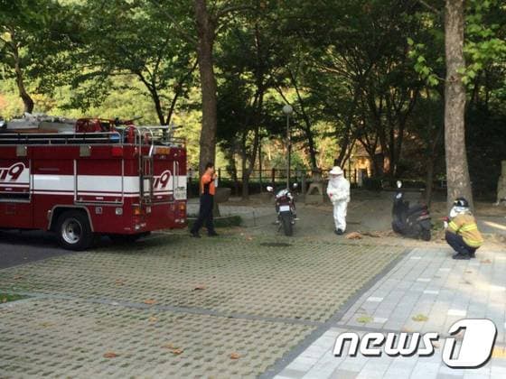 5일 오후 3시32분쯤 서울 성북구 국민대학교 공학관 앞 나무에 매달려 있던 말벌집이 바닥으로 떨어져 학생들이 대피하는 소동이 벌어졌다. (독자 제공).ⓒ News1