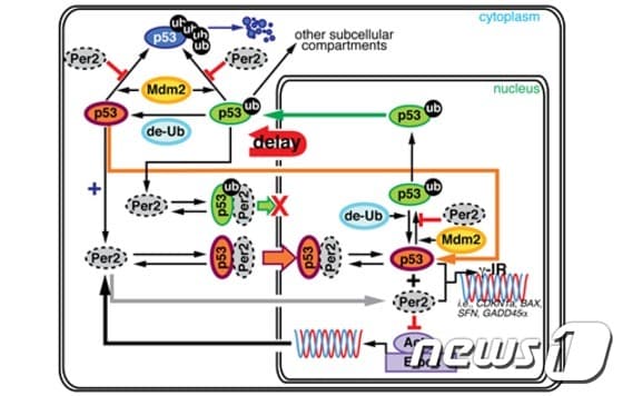 수학과 실험을 통해서 밝혀진 생체시계의 핵심 단백질 Period2(Per2)와 암 억제 핵심 물질인 p53의 복잡한 상호작용ⓒ News1