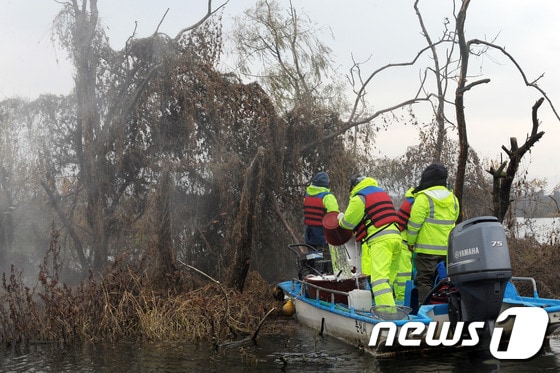춘천 소양강 하류 버드나무 군락지 청소 모습. ⓒ News1