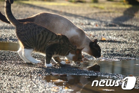 길고양이들이 땅에 고인 물을 먹고 있는 모습.(자료사진) ⓒ News1