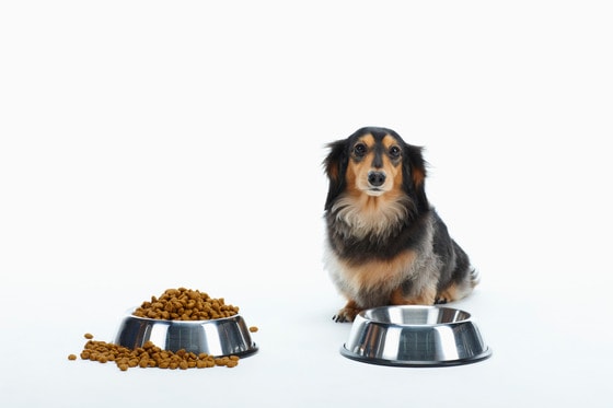 사료 먹는 반려견. (사진 이미지투데이) ⓒ News1