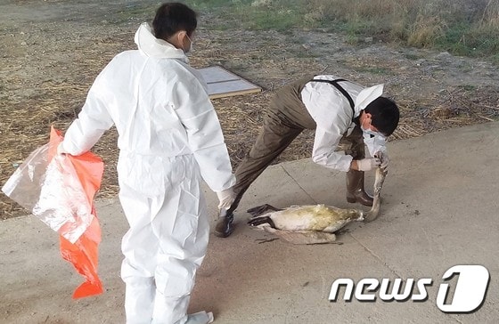 대구지방환경청 직원들이 12일 경북 경산시 하양읍 금호강 남하교 하단에서 폐사한 큰 고니 사체를 수거하고 있다. 이날 수거한 큰 고니 사체를 검사한 결과 고병원 조류인플루엔자&#40;H5N6&#41;에 감염된 것으로 확인됐다. /사진제공=대구지방환경청ⓒ News1