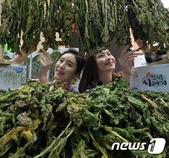 롯데마트 모델들이 26일 서울 중구 롯데마트 서울역점에서 강원도 양구의 펀치볼(양구군 해안면에 위치한 해안분지 지역)에서 수확한 부드러운 식감의 햇시래기를 선보이고 있다.  2016.12.26/뉴스1 ⓒ News1 오대일 기자