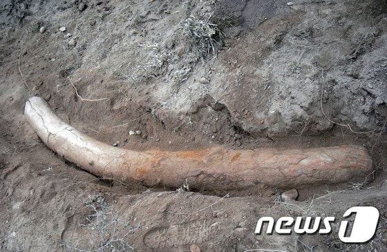 파키스탄 중부 펀자브주에서 발견된 110만년된 스테고돈 상아 화석. ⓒ AFP=뉴스1