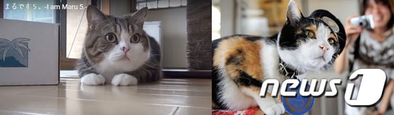 영국 BBC 등 외신들은 22일 '고양이의 날' 30주년을 기념하는 일본의 애묘인들의 모습을 22일(현지시간) 보도했다.  고양이 스타 '마루'(왼쪽)와 고양이 역장 '타마'ⓒ News1