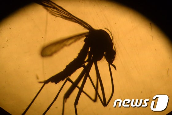 지카 바이러스를 전염하는 이집트숲모기. ⓒ AFP=뉴스1