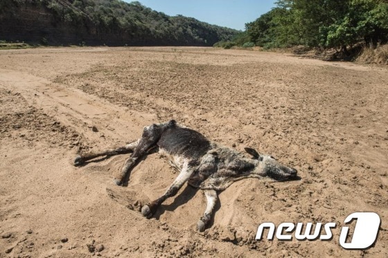 남아프리카공화국 북서부 지역의 극심한 가뭄에 소들이 떼죽음을 당했다. ⓒAFP= News1