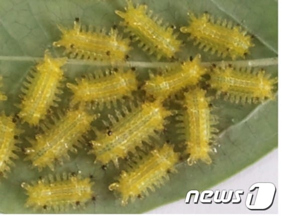 블루베리 쐐기벌레.(전남도농업기술원 제공) 2016.3.24ⓒ News1