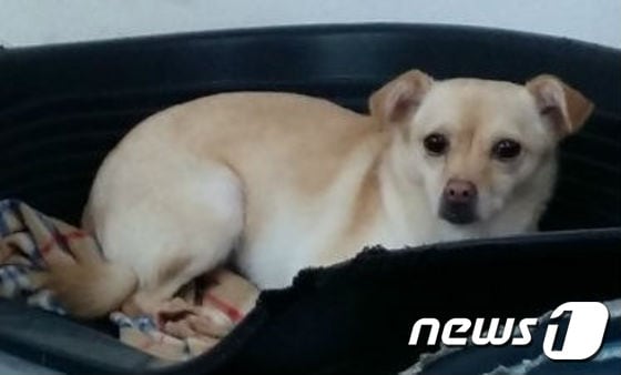 전 보호자에게 심한 구타를 당하고 트라우마에 시달리고 있는 바다. ⓒ News1