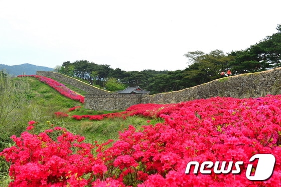 전북 고창읍성 철쭉ⓒ News1