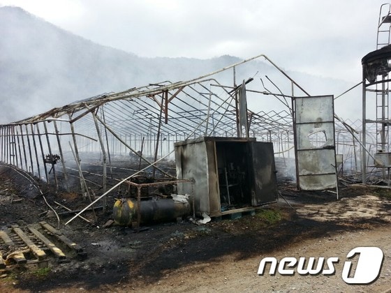 4일 오후 12시 5분께 전북 완주군 비봉면 임모씨의 비닐하우스 계사에서 불이 나 1층 7동 2795.1㎡이 전소됐다.2016.4.4/뉴스1 ⓒ News1 박아론 기자