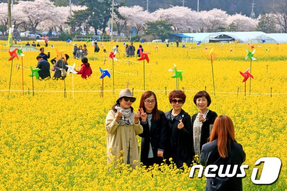예전 삼척 맹방 유채꽃 축제.(삼척시 제공, 재판매 및 DB 금지)
