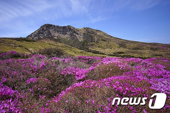 제주도 한라산국립공원관리사무소는 해발 1400고지 이상인 알방아오름, 방아오름, 움텅밭, 탑궤, 만세동산 주변에서 털진달래들이 만개했다고 2일 밝혔다. ‘한라산의 5월의 여왕’으로 손꼽는 털진달래는 진달래과에 속하는 관목이며, 우리나라에서는 한라산과 설악산, 지리산 등 해발 1300m 이상의 높은 산 관목림대에 주로 자란다. 꽃은 홍자색과 담홍색을 띠며 잎보다 먼저 꽃을 피는 게 산철쭉하고 구분이 되고, 잎 뒷면에 털이 있다. 사진은 한라산 방아오름에 만개한 털진달래. (제주도 제공)2016.5.2/뉴스1 ⓒ News1 고경호 기자