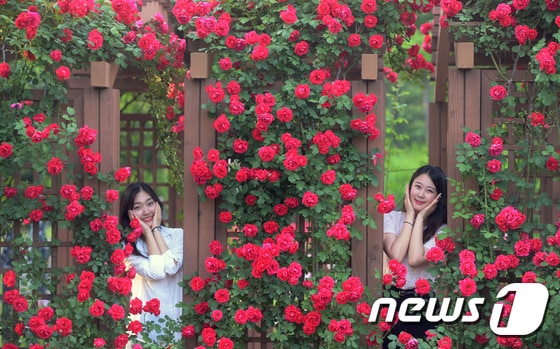 25일 대전·충남은 대체로 맑은 가운데 아침 기온이 전날보다 4도 가량 떨어져 쌀쌀할 것으로 예보됐다. 대전 한밭수목원에 장미꽃이 만발해 이곳을 찾은 여성들이 꽃을 배경으로 기념사진을 찍기 위해 포즈를 취하고 있다. /뉴스1 ⓒ News1 주기철 기자