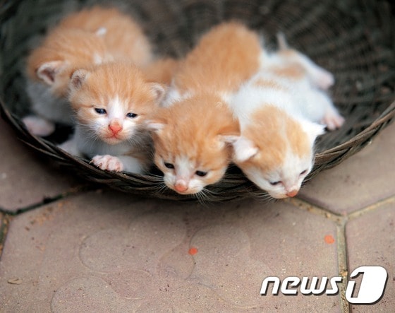 새끼고양이.(사진 이미지투데이)ⓒ News1