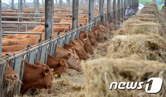 금산군은 올해 소 사육농가 진료비 지원에 나선다. 경기 용인시의 한 농가에서 사료를 주는 모습. (사진은 기사 내용과 무관함) / ⓒ News1 2016.5.24  /뉴스1 이재명 기자