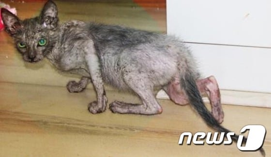 고양이의 몸에 늑대의 얼굴과 습성을 지닌 에요나. (출처=동물보호단체 티어스) ⓒ 뉴스1