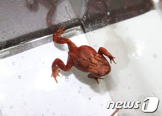 1989년이후 발견되지 않아 멸종된 것으로 알려져던 황금두꺼비가 지난 2일 청양군에서 발견됐다.ⓒ News1