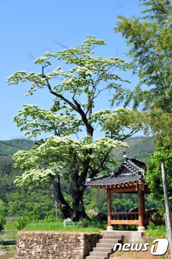 천연기념물 제36호로 지정된 순천 평중리 이팝나무.(문화재청 홈페이지 캡처)ⓒ News1