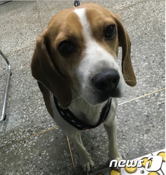 구조했을 당시 봉순이 모습.ⓒ News1