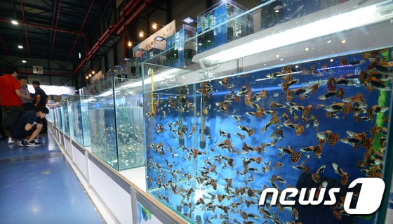 작년 서울 강남구 서울전시컨벤션센터(SETEC)에서 열린 '제2회 한국 관상어 산업박람회' ⓒ News1
