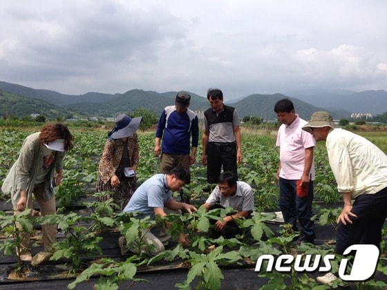 화순군 농업기술센터가 오크라  재배농가에 기술지원을 하고 있는 모습(화순군 제공)ⓒ News1