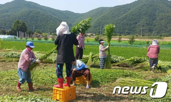 안동포 수확을 시작한 경북 안동시 임하면 금소마을/사진제공=안동시 ⓒ News1