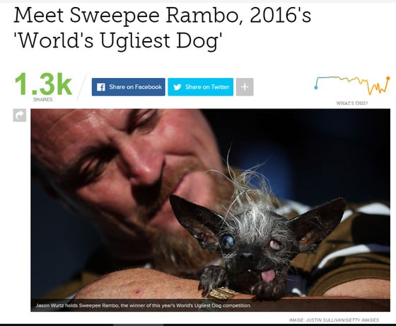 '2016 세계에서 가장 못생긴 개 선발대회'에서 1위를 차지한 스위피 람보(사진 mashable관련 기사 캡처) ⓒ News1
