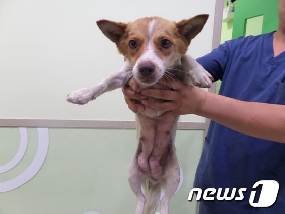구조 당시 젖이 퉁퉁 불어 있던 마음이. ⓒ News1
