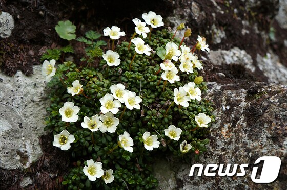 세계자연유산인 한라산 정상 부근 암벽에 활짝 핀 지구에서 가장 키가 작은 나무인 돌매화. (사진제공=한라산국립공원관리사무소) ⓒ News1