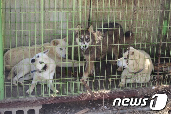개농장에서 사육중인 진돗개들. 기사 내용과 직접 상관은 없음. ⓒ News1