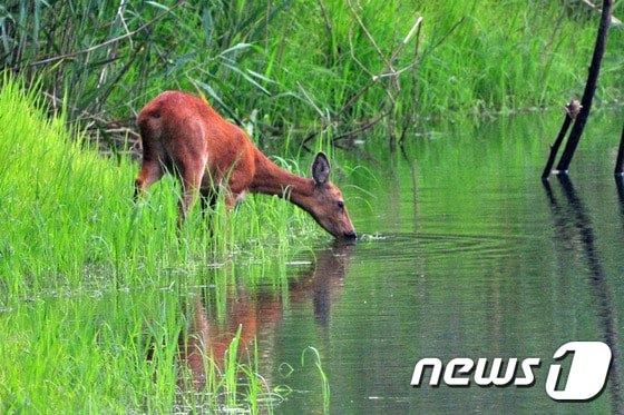 포항시 북구 흥해읍 이인리 인근 계곡에서 고라니가 물을 마시고 있다. 2016.7,17/뉴스1 ⓒ News1