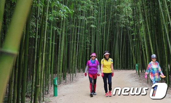 울산의 관광명소 중 하나인 태화강 십리대숲. . 2016.7.21/뉴스1 ⓒ News1 장은진 기자