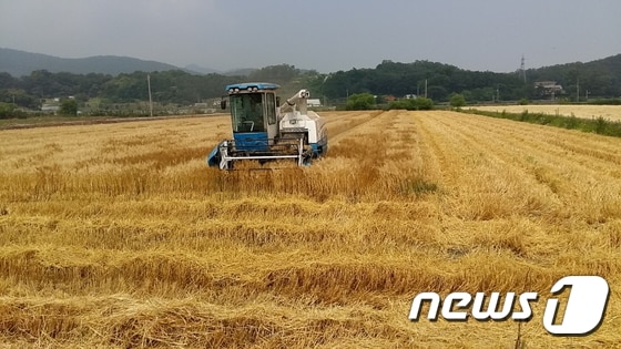 보리수확(뉴스1/DB)ⓒ News1