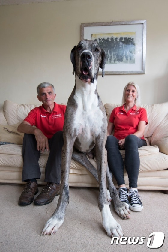 '세상에서 가장 큰 개' 메이저와 윌리엄스 부부. (사진 wales news service) ⓒ News1