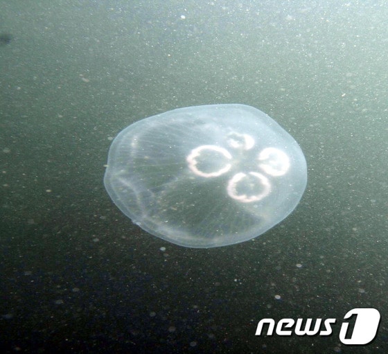 보름달물해파리 자료사진(사진은 기사 내용과 무관함) / 뉴스1 ⓒ News1