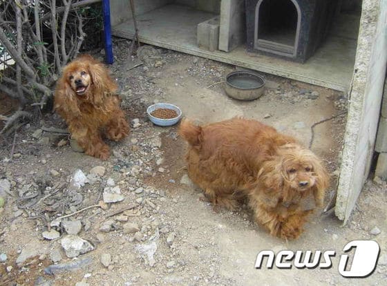 건설현장 식당 뒤편에서 방치돼 있던 코돌이와 코순이. ⓒ News1