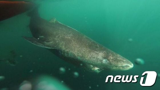 줄리우스 닐센 교수가 영국 BBC에 제공한 그린란드 상어 모습 ⓒ News1