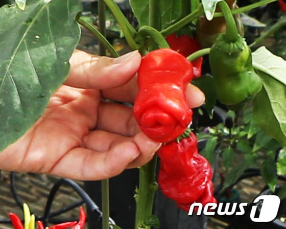 충북 괴산군농업기술센터가 25일 공개한 남성 성기 모양을 닮은 고추. (괴산군청 제공) ⓒ News1