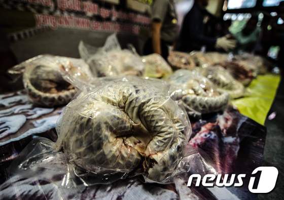  인도네시아 경찰이 25일 자바섬 좀방에서 냉동고에 들어있는 멸종위기 동물 천산갑 650여 마리를 압수했다ⓒ AFP=뉴스1