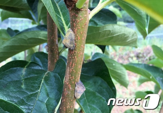 전북 임실군이 농가를 대상으로 ‘갈색날개매미충’ 약제를 공급하고 적극적인 적기 방제를 독려하고 있다./뉴스1