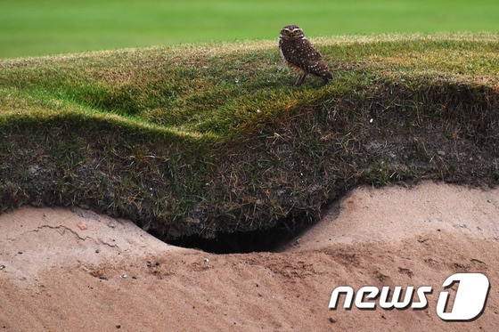 리우 올림픽 골프가 열리는 골프장 벙커에 둥지를 만든 굴 올빼미.ⓒ AFP=News1
